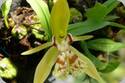 Coelogyne schilleriana